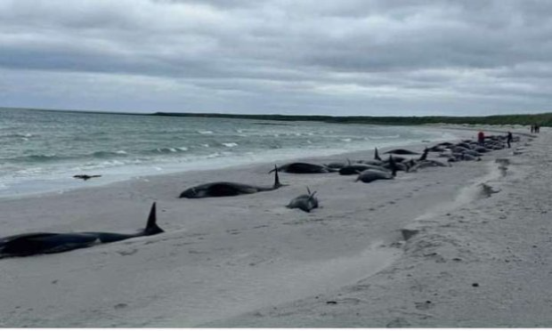 Petition : Pour l'arrêt définitif du Grind aux îles Féroé