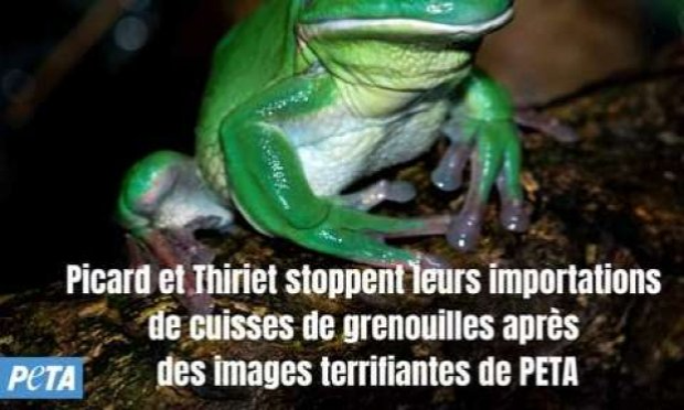 Petition : Stop à l'importation de grenouilles en France pour leurs cuisses  : cruauté animale indigne de notre pays !