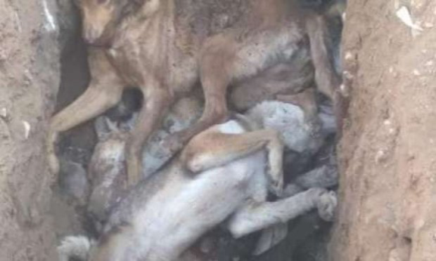 Petition : Lutte contre la persécution et l'extermination des chiens errants au Maroc : un combat sans issue ?