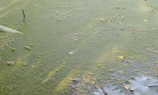 Petition : Décès de ma jument : stoppons la pollution à Noues de Sienne !