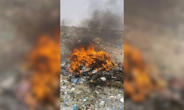 Petition : Mobilisons-nous maintenant contre la barbarie infligée aux animaux errants de Tunisie !