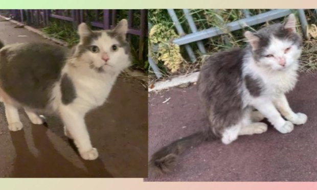 Petition : Pitié pour les chats !