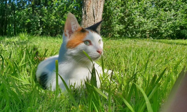 Petition : Justice pour Eliosse, notre jeune chatte tuée par un automobiliste !