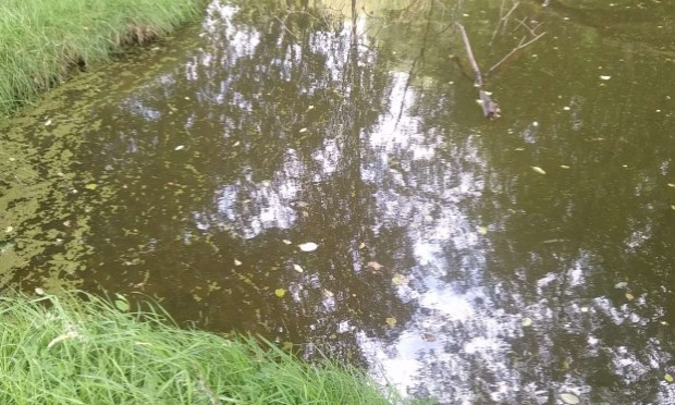 Petition : Décès de ma jument : stoppons la pollution à Noues de Sienne !