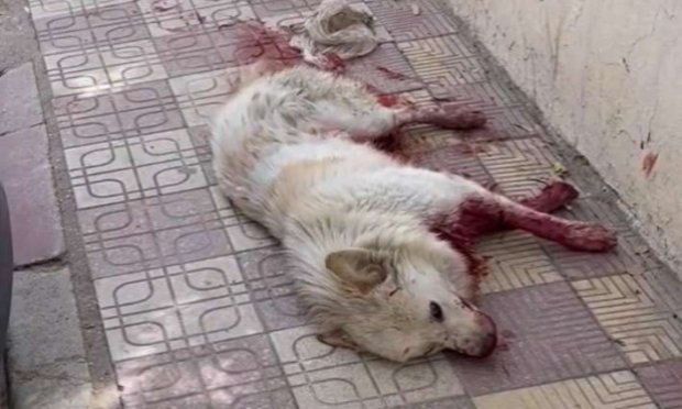 Petition : Indignation Mondiale : Tunisie, l'infamie des carnages sauvages archaïques, insensés sans précédents sur les chiens innocents