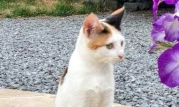 Petition : Justice pour Eliosse, notre jeune chatte tuée par un automobiliste !