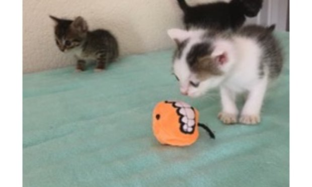 Petition : SOS : Il faut sauver les 150 chats de Mahine Association Bastet !