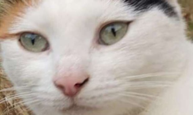 Petition : Justice pour Eliosse, notre jeune chatte tuée par un automobiliste !