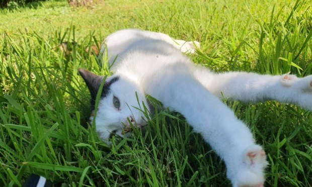 Pétition : Justice pour Eliosse, notre jeune chatte tuée par un automobiliste !