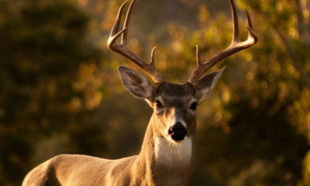 Petition : Pour que le jeune cerf errant à Beyne-Heusay, vraisemblablement domestiqué, ne soit pas abattu