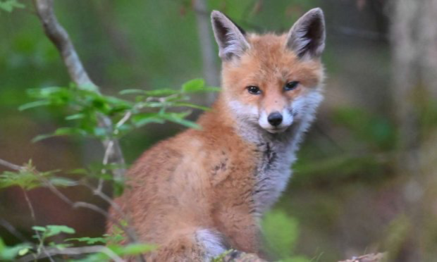 Petition : Urgence pour les blaireaux de Saône-et-Loire