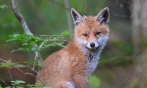Petition : Urgence pour les blaireaux de Saône-et-Loire