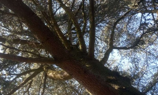 Petition : Contre la destruction des arbres et de la faune à St Cloud pour creuser un puit de lumière dans le cadre de la construction du métro 15