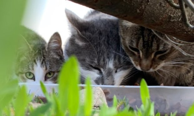 Petition : Pitié pour les chats !