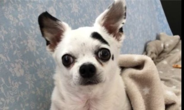 Petition : Arrêt du librela sur les chiens