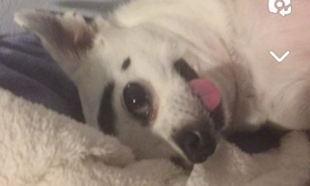 Petition : Arrêt du librela sur les chiens