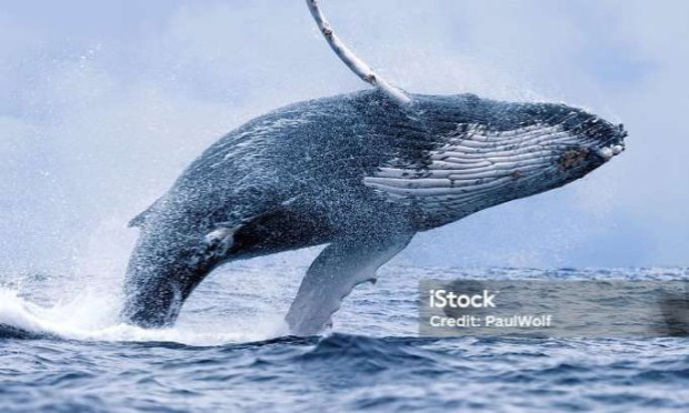 Petition : Pour des sanctions économiques contre le Japon qui chasse la baleine