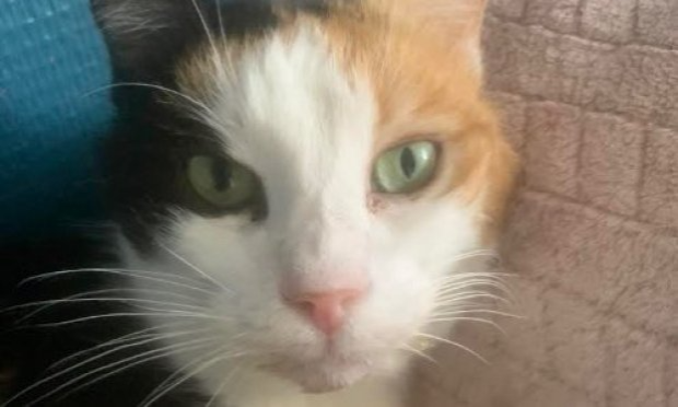 Petition : Pitié pour les chats !