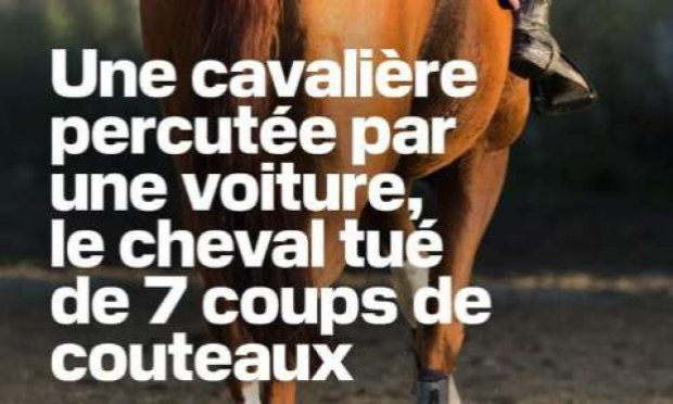 Petition : Pour que les actes de cruauté envers les animaux soient considérés comme un crime