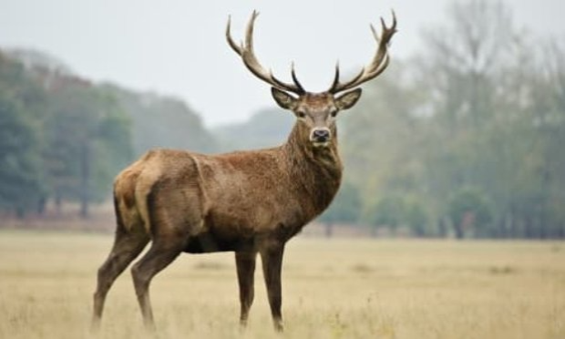 Petition : Non à l'abattage de cerfs dans Mons !