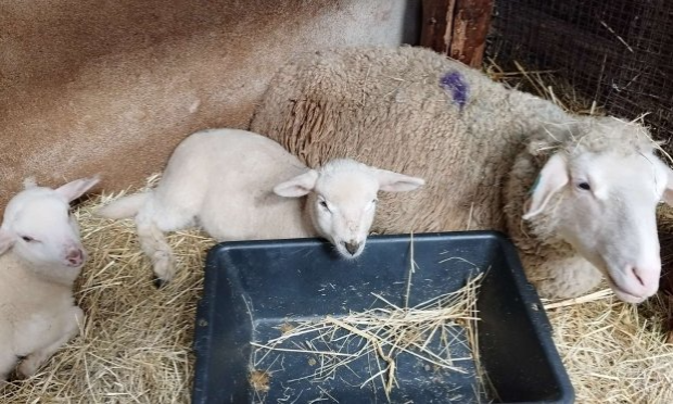 Petition : En finir avec la souffrance animale !