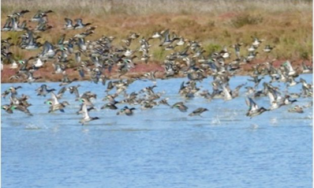 Petition : Pour que la chasse ne soit pas autorisée dans la Réserve Naturelle des Ramières  le long de la Drôme, zone qui constitue un refuge pour les canards et la faune sauvage.