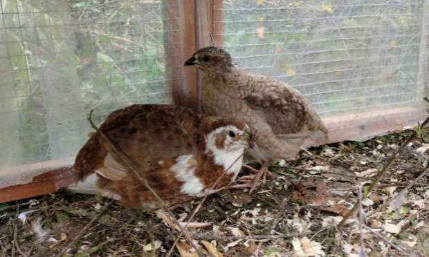 Petition : Bailleur social veut dégager un projet commun sur un terrain commun