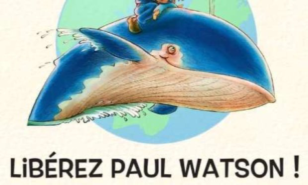Petition : Stop à la chasse à la baleine au Japon et en Norvège !