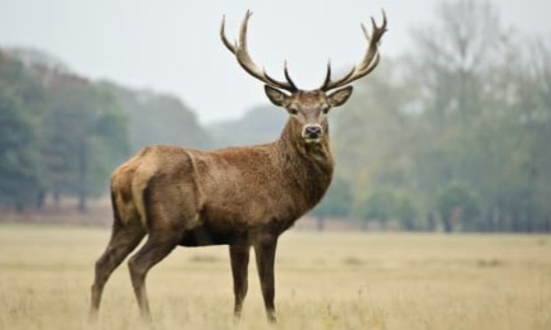 Petition : Non à l'abattage de cerfs dans Mons !