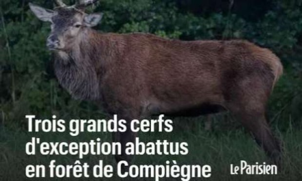 Petition : Pour l'abolition de la chasse à courre