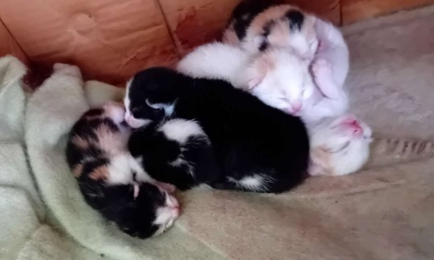 Petition : Halte au massacre des chats errants de Champeaux !