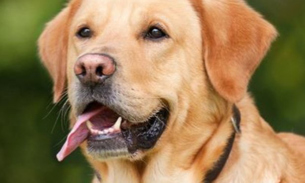 Petition : Pour la création d'un Ministère de la condition animale