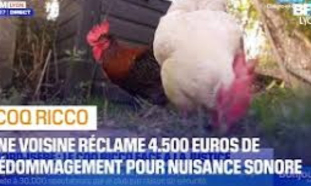 Petition : Urgent : Aidez-nous à garder notre coq Ricco !