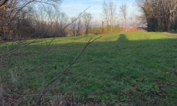 Petition : Protégeons le bois des chênes !