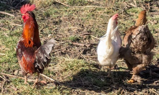 Petition : Urgent : Aidez-nous à garder notre coq Ricco !
