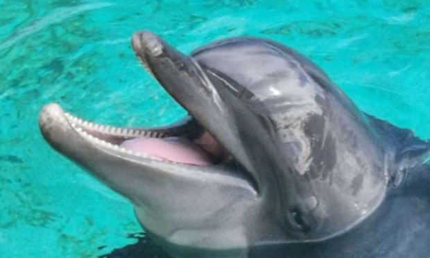 Petition : Pétition très urgente les soigneurs et soigneuses demende la réouverture du Marineland nous pouvons pas laisser nos 4000 milles animaux sur leurs sort