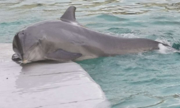 Petition : Pétition très urgente les soigneurs et soigneuses demende la réouverture du Marineland nous pouvons pas laisser nos 4000 milles animaux sur leurs sort
