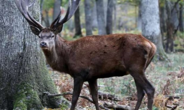 Petition : Stop aux cuisses de grenouilles - une industrie d’une extrême cruauté et des espèces menacées !!