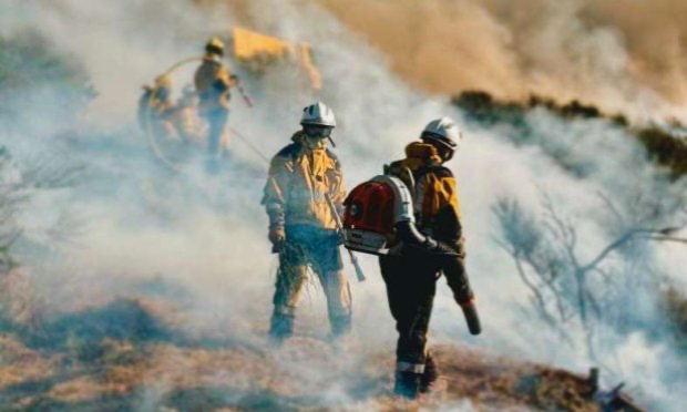 Petition : Sauvons nos forêts !