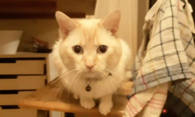 Petition : Requête contre Ethias Assistance Car et Plus pour ramener mon chat !
