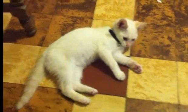 Petition : Requête contre Ethias Assistance Car et Plus pour ramener mon chat !