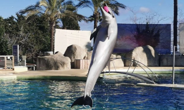 Petition : Petition importante pour la préservation de marineland et le bien-être des animaux