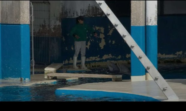 Petition : Pas de transferts à l étranger Chine Espagne loro parques tenerife delphinaruims déplorable madrid delphinaruim fermé au publics dauphins otaries orques phoques requins pingouins manchots et autres cétacés et autres animaux du Marineland