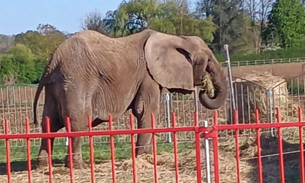 Petition : Urgence éléphant, non au cirque itinérant à Chaumontel !