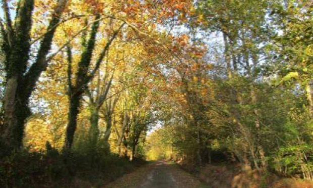 Petition : Au secours des allées de Platanes à Orcay 41300