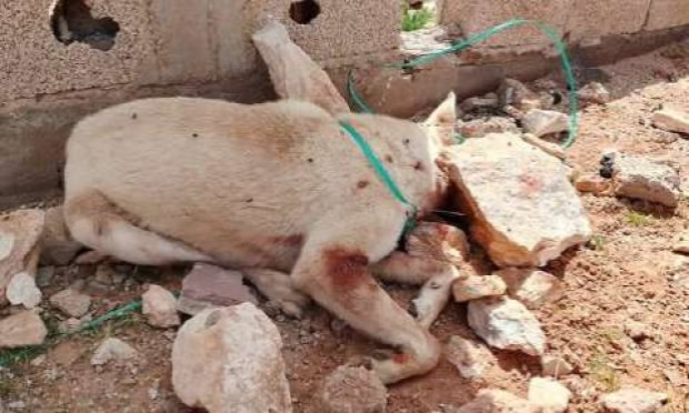 Petition : Algérie : Le gouverneur qui a ordonné le massacre monstrueux des animaux errants doit être lourdement sanctionné !!