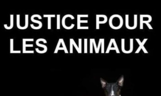 Petition : Bretagne : Sauvons ce pauvre poney ! Stop au projet d'extension de la décharge #SUEZ à Gueltas !