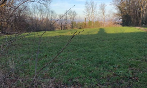 Petition : Protégeons le bois des chênes !