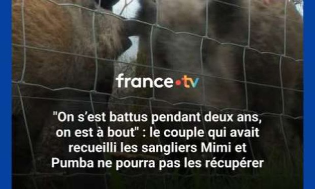 Petition : Pour le retour des deux jeunes sangliers PUMBA et MIMI arrachés à leur famille d'adoption