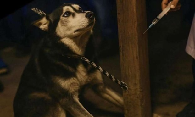 Petition : Algérie : Le gouverneur qui a ordonné le massacre monstrueux des animaux errants doit être lourdement sanctionné !!